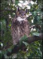 _1SB4398 great-horned owl